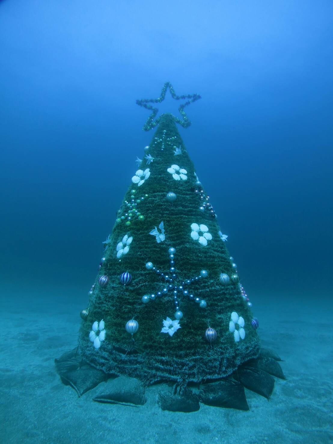 陸も水中もクリスマスですね〜(^^)