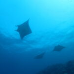 石垣島に来てまーす！