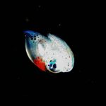 1/18日 ライトトラップツアー♪