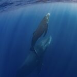 毎年恒例♪ホエールスイムツアー！