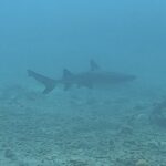 2/26(木)引き続き小笠原にてDM講習中〜