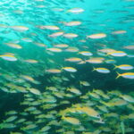 モルディブクルーズDAY2