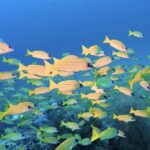 モルディブクルーズDAY3！