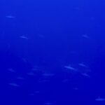 与那国ツアーDAY2！